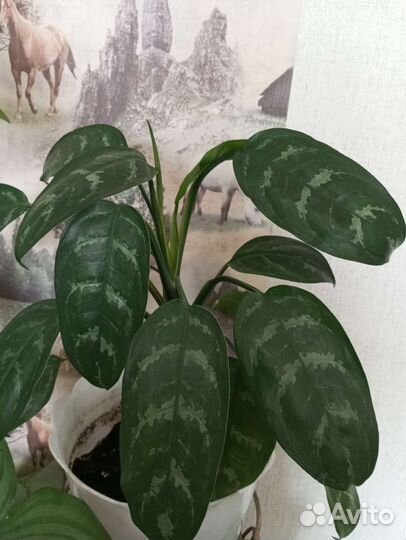 Цветы комнатные