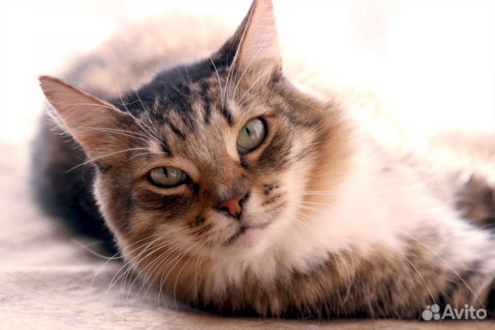 Котик в добрые руки