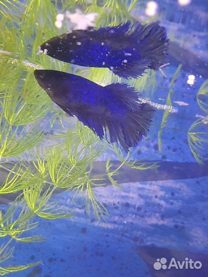 Рыбы Петушки