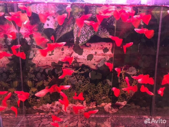 Рыбки гуппи