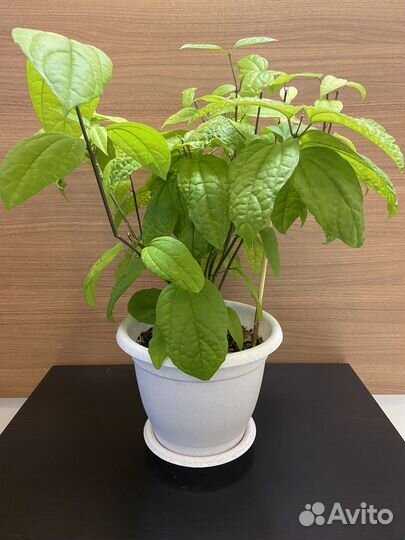 Клеродендрум