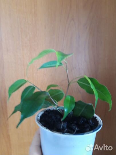 Отростки фикуса, денежного дерева