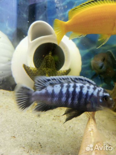 Аквариумные рыбки