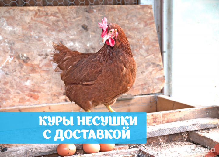 Куры несушки