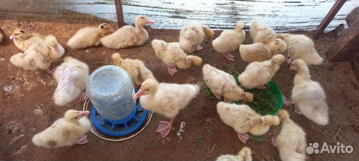 Гусята.Мулард.Утята стар53