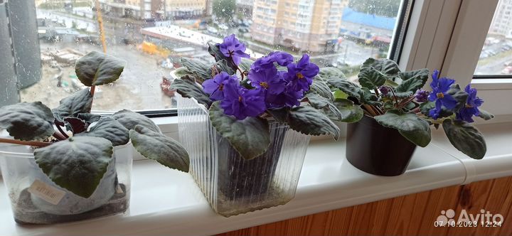 Фиалки цветущие в горшке