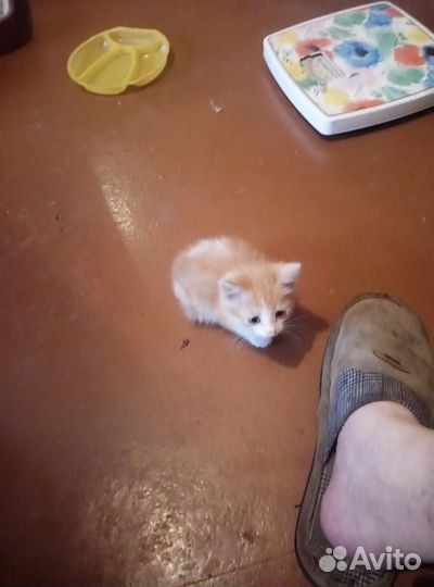 Домашние животные котята