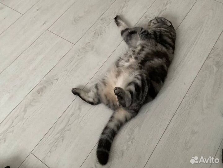 Передержка собак и кошек