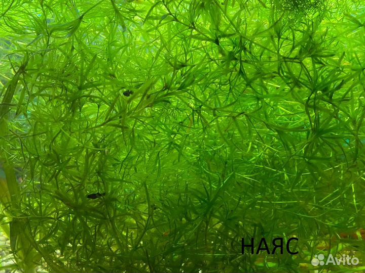 Аквариумные растения