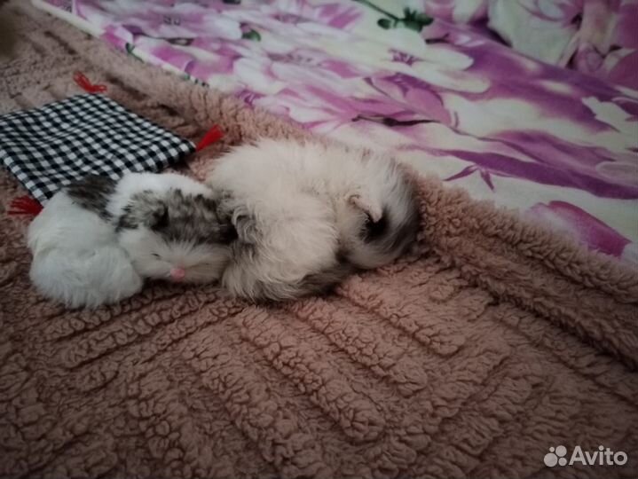 Отдам бесплатно в добрые руки