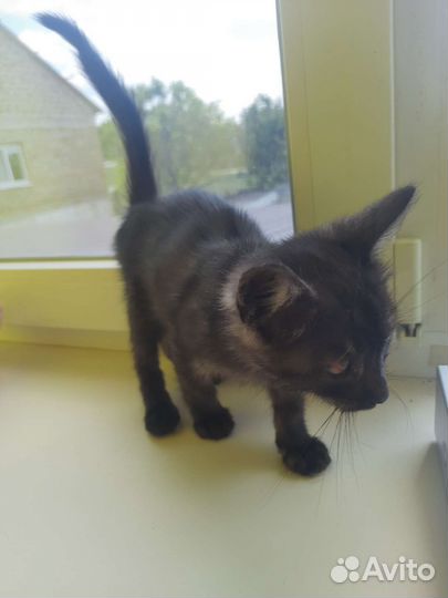 Отдам котенка в добрые руки