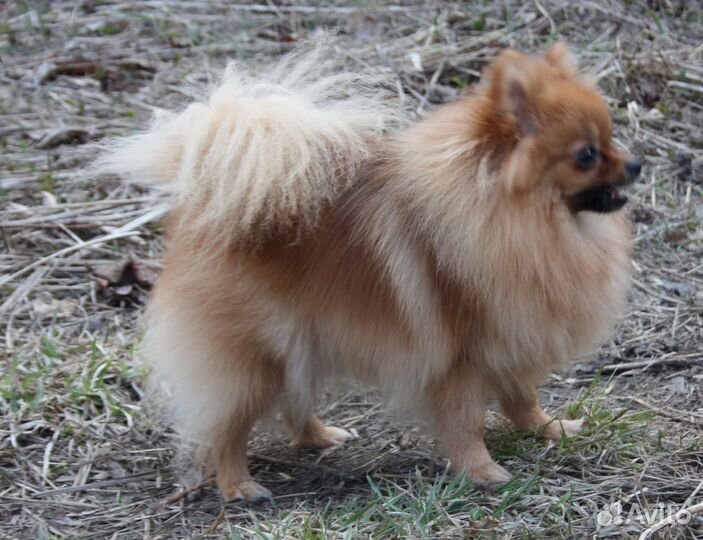 Шпиц девочка и щенки