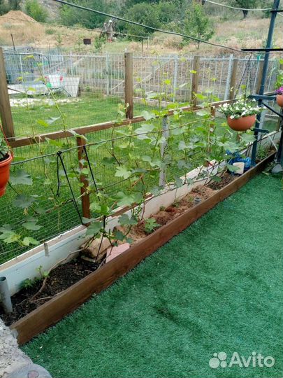 Саженцы винограда