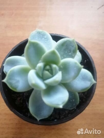 Суккуленты, эхеверии, красуллы, хавортия, алоэ