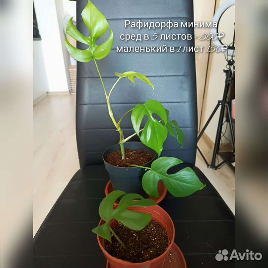 Банан Tropicana