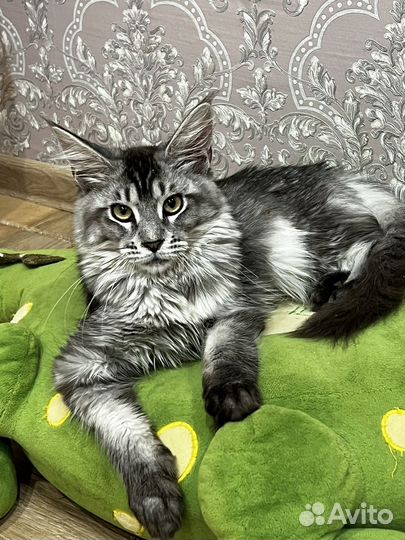 Котята мейн кун серебро