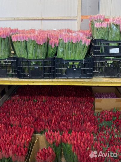 Тюльпаны к 8 марта оптом