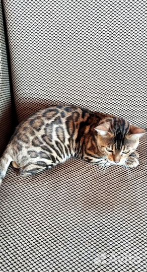 Бенгальский кот вязка