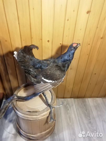 Чучело тетерева