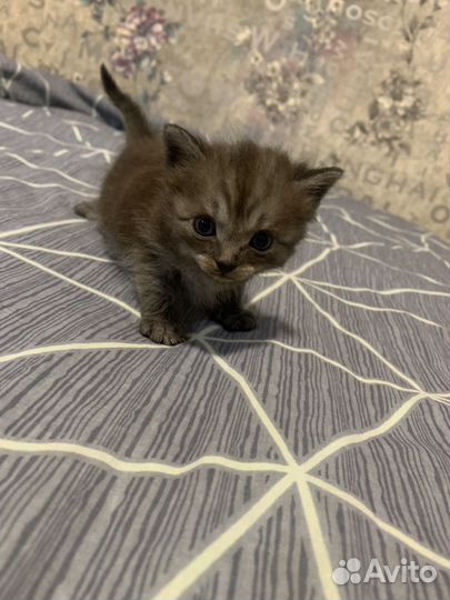 Кошечка в добрые руки