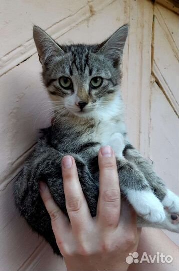 Котёнок мальчик в добрые руки