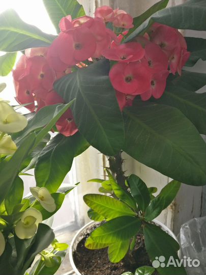 Молочай мили Эуфорбия