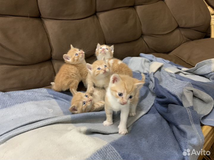 Отдам котят в добрые руки