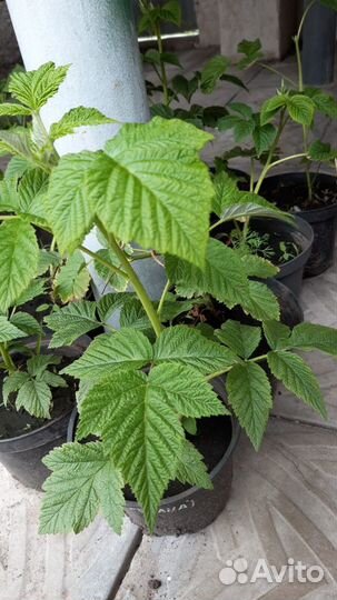 Саженцы малины мапема, полонез, энросадира