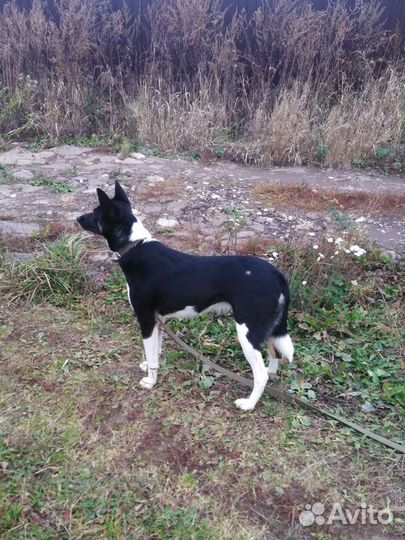 Собака Жужа