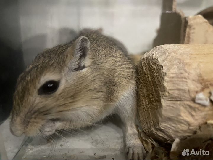 Монгольская песчанка мышки