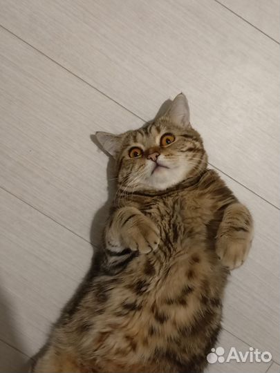 Шотландский кот на вязку