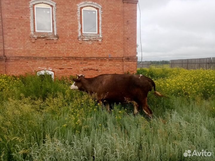 Продам корову