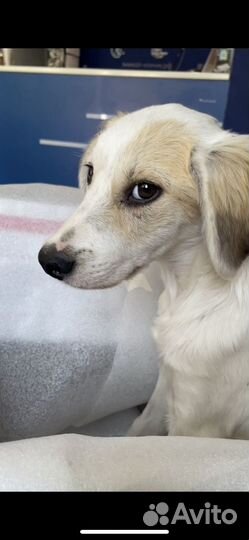 Бублик счастливчик ищет дом (щенок)