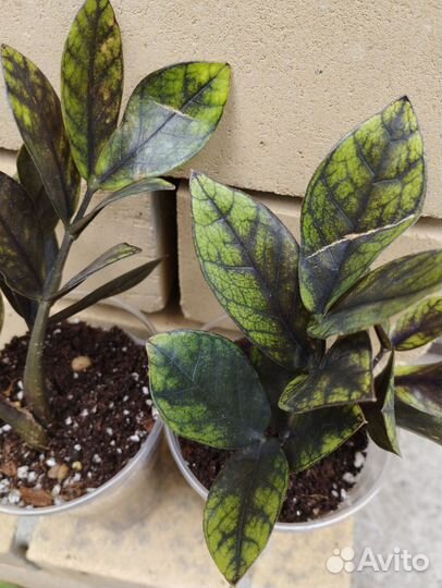 Замиокулькас Изумрудный блэк и др