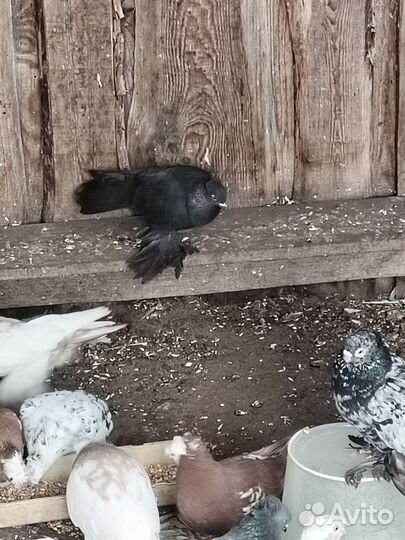 Продажа голубей узбеки