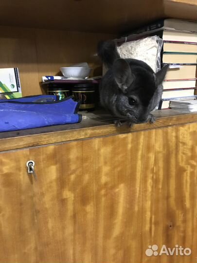 Шиншиллки из питомника 