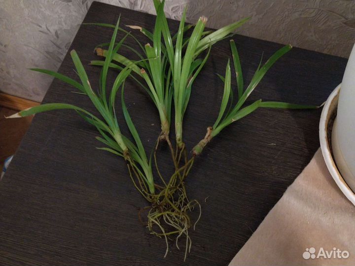 Отдам отростки пальмы пандауса, золотого уса