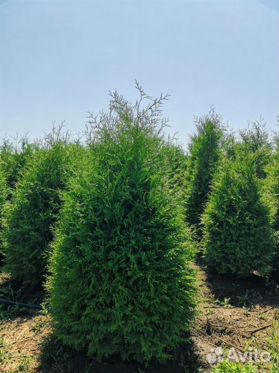 Туя Смарагд Брабант