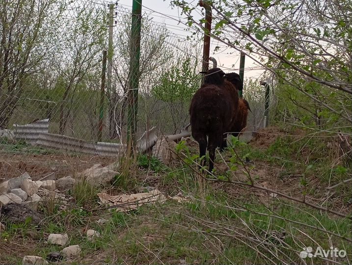 Бараны