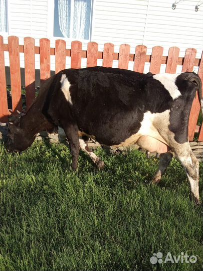 Корова дойная