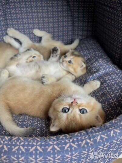Кот на вязку