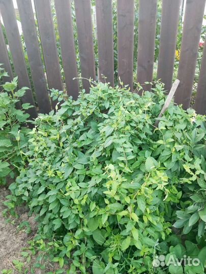 Жимолость каприфоль