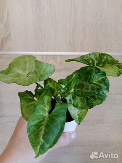 Сингониум конфетти триколор