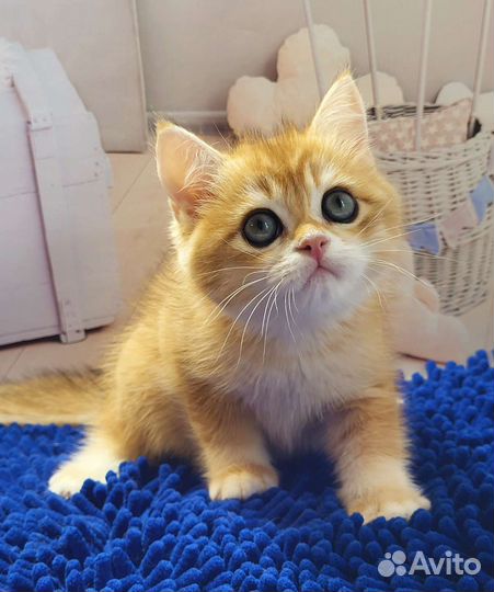 Золотой плюшик