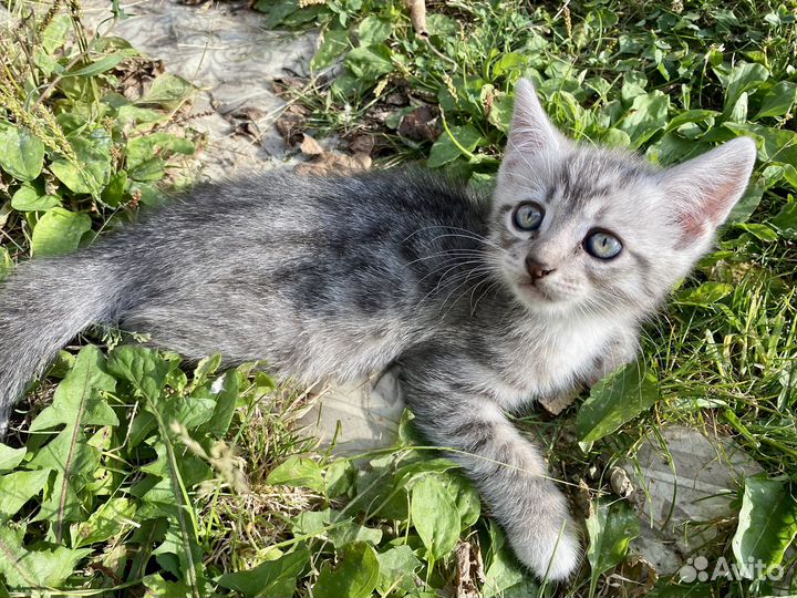 Отдам котенка