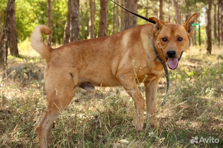 Статный Рэд