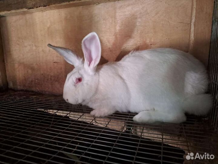 Белый панон