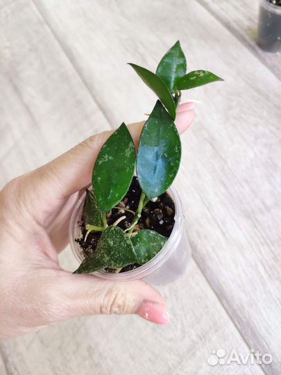 Хойя Лакуноза Эскимо