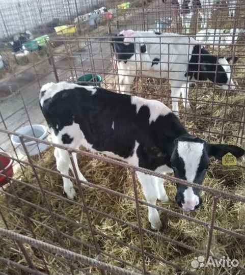 Бычки и быки на мясо