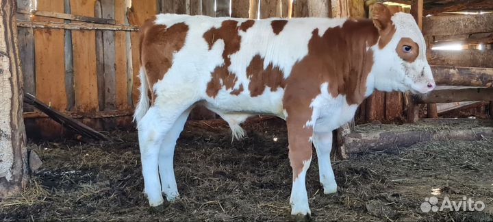 Корова дойная с теленком